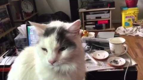 Our Cat on Ableton Push- Dub Proof