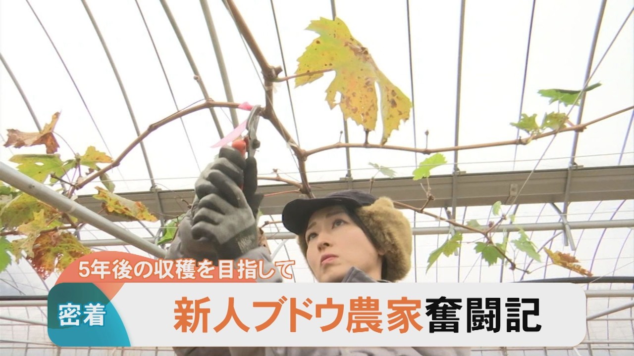 新人ブドウ農家密着記　5年後の収穫を目指し奮闘中