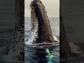 просто кит поздоровался Море