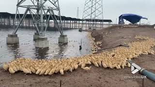 Ducklings get a startling surprise by car horns || Viral Video UK by ViralVideoUK 287 views 3 months ago 25 seconds