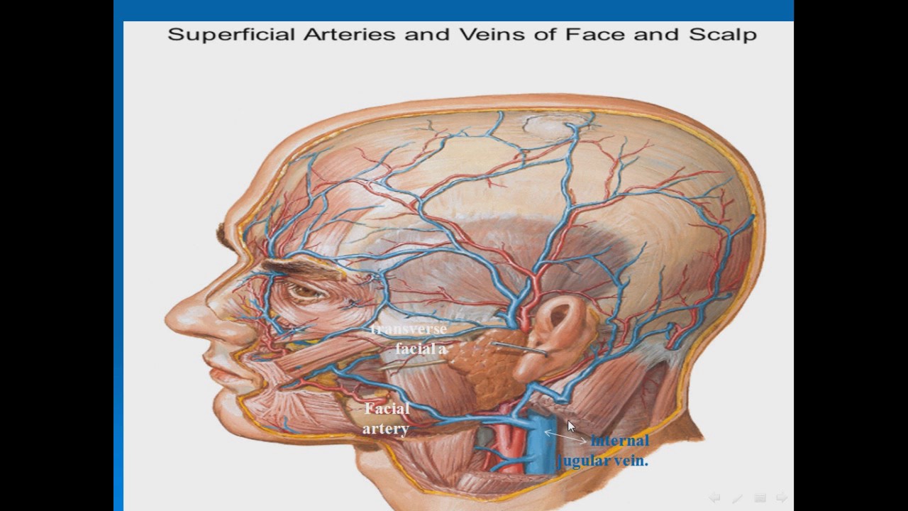 08 Venous Drainage Of The Scalp And Face Youtube