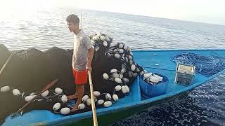 Prosen menanggo ikan momar/ikan layang.hasil tangkap jaring pukat cincin, .Banda Neira,Maluku Tengah