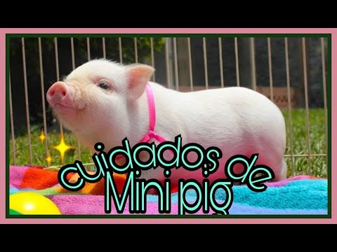 Video: Cómo Cuidar A Un Mini Cerdo