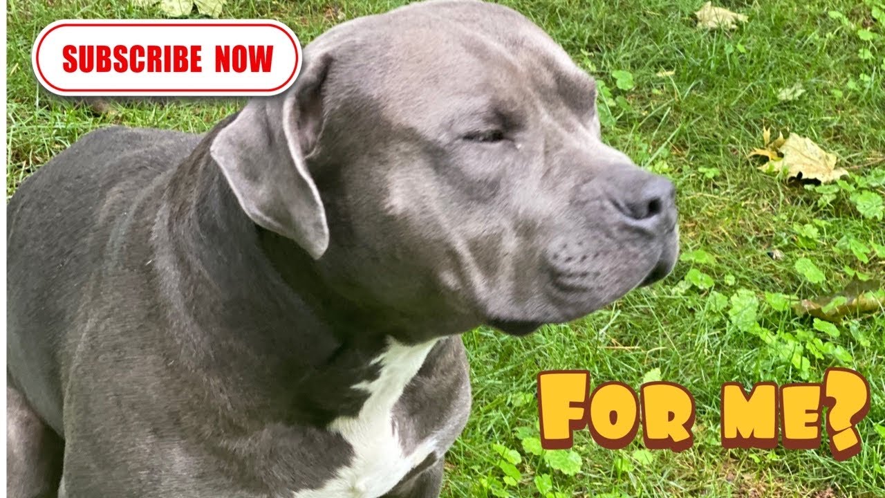Buying Dog Food On Amazon Prime