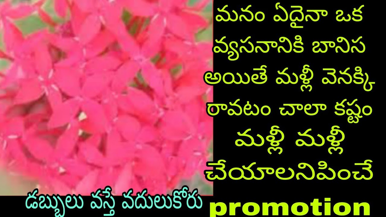 amma mata Promotion ఒక్కరోజు లేదు అంటే నాకు అయితే ఉండటానికి అవదు