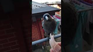 baby magpie what's to pecking off the food from my hand -let it be
