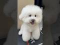 Chài ai ... cưng xỉuuuuuuuu - So cuteeeee #shorts #poodle #whitedog #cunyeu #cute
