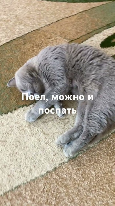 #кошки_приколы - YouTube