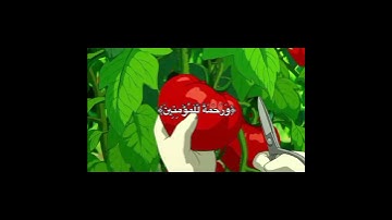 راحة نفسية 💕 ، #الصلاة #تلاوة_هادئة #قران_كريم