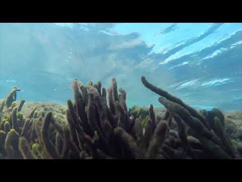 Diving in Azedinha Beach, Búzios, Brazil