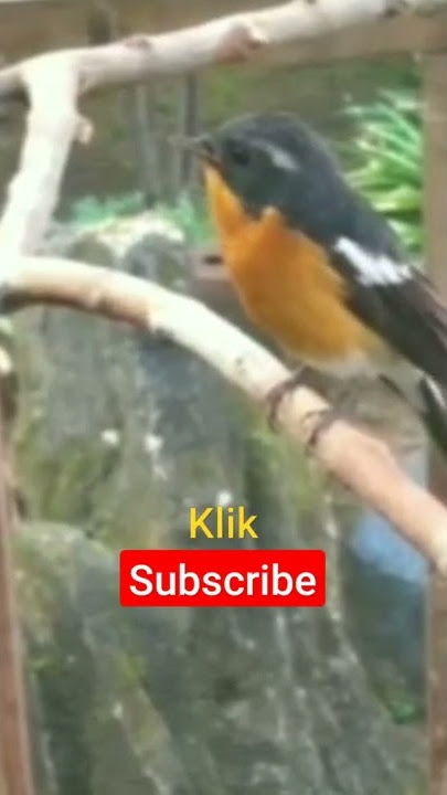 sikatan mugimaki gacor ngerecek