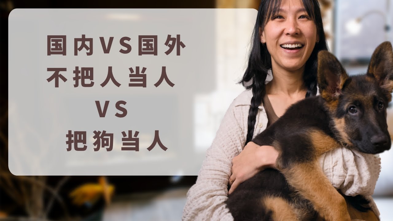 国内VS国外，不把人当人VS把狗当人。我决定移民只是因为国外是正常社会，人和人可以平等相处。一个把狗都能当人对待的国家，一般对人也不会太差，你说对吗？