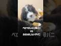 ペロペロしたい母バニ vs カミカミしたい生後47日目の子バニ🐾