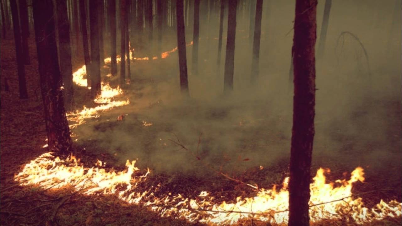 Устойчивое горение. Устойчивый низовой Лесной пожар. Беглые низовые пожары. Низовой беглый. Низовой пожар.