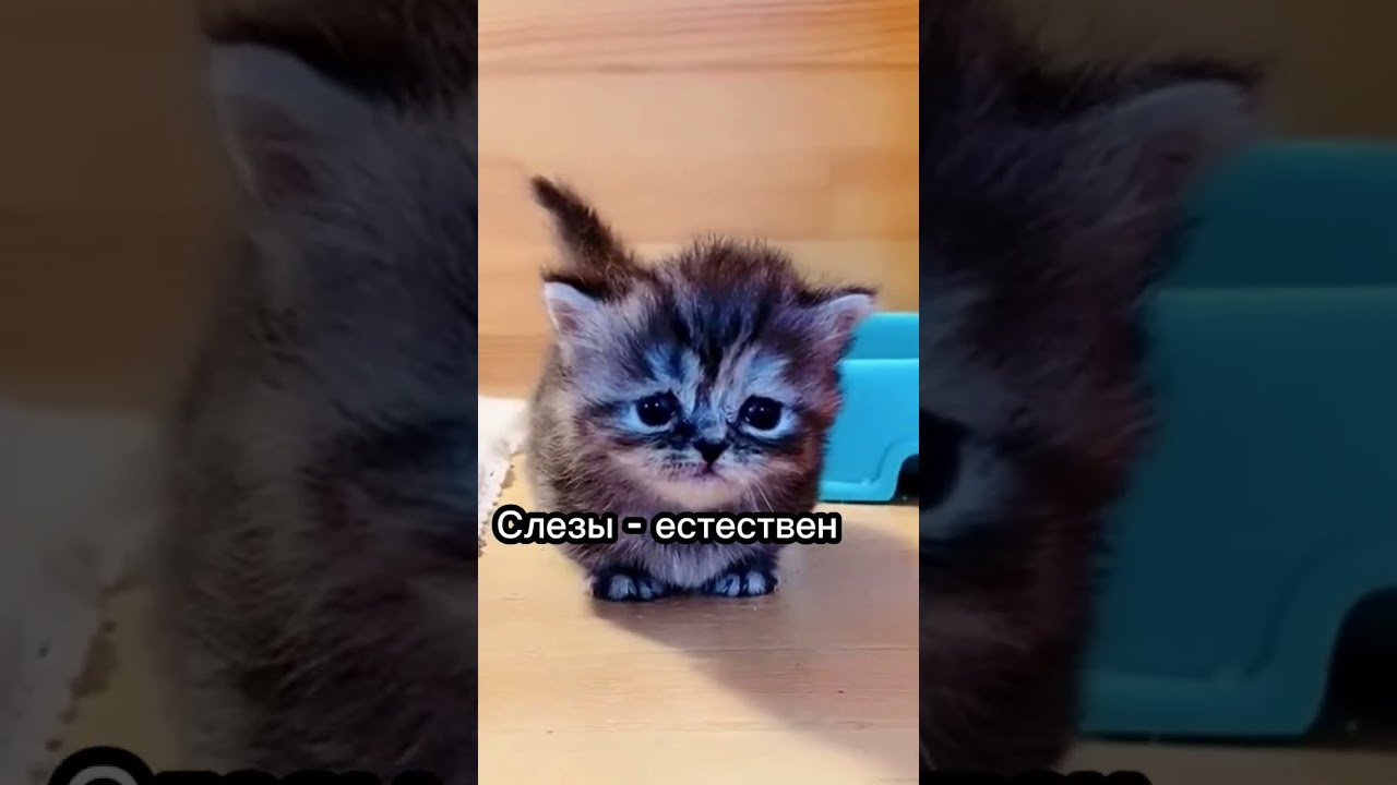 Могут ли кошки плакать?😥 #cat #catsfacts