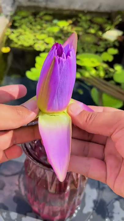 Do you like the water lily?