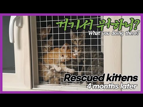Video: Oppkast hos katter og hunder