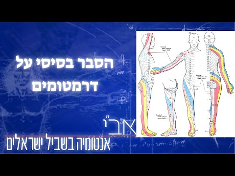 וִידֵאוֹ: באנטומיה מה זה ראמוס?