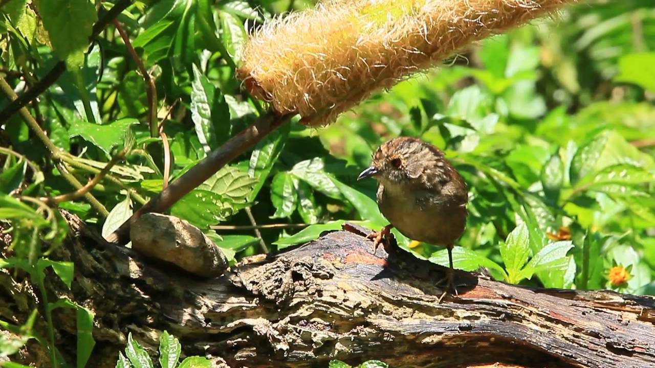 Dusky fulvetta, 頭烏線, 褐頂雀鶥 
