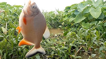 Câu cá/ sông ngày chỉ thị 15 thông chốt cá chim cá dảnh  rô phi thật đã