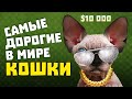 Самые дорогие кошки в мире. Топ 10