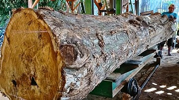 a giant old teak log worth one million US dollars full of mystery in the sawmill 
