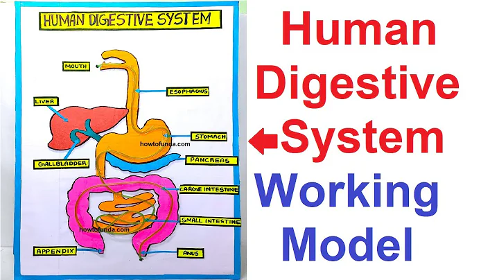 human digestive system working model 3d science project for science exhibition - diy | howtofunda