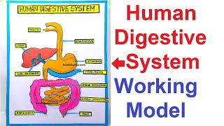 human digestive system working model 3d science project for science exhibition - diy | howtofunda
