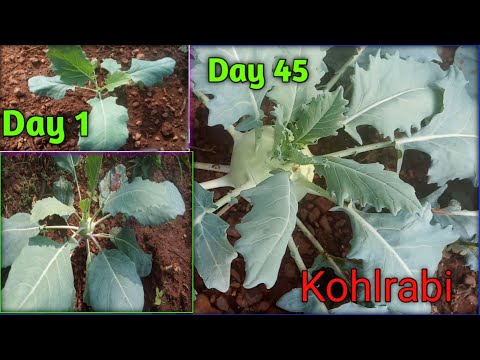 Video: Kohlrabi: Plant Saailinge En Versorg