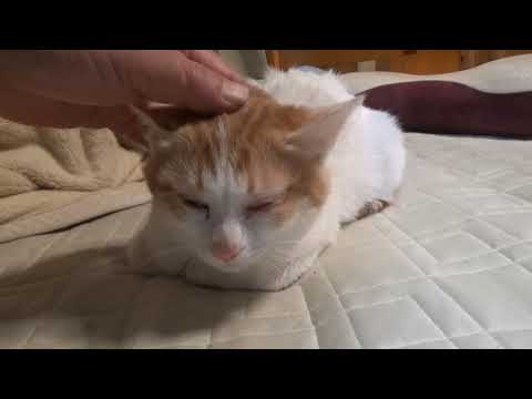 猫風邪　猫ヘルペスを発症しました　Cat with cat herpes