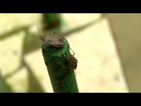 ფაროსანას წინააღმდეგ  ბიოლოგიური პრეპარატი დარეგისტრირდა 07 03 18