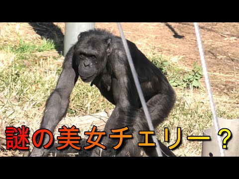 謎の美女チェリー 多摩動物公園 チンパンジー Mysterious Beauty Cherry Tama Zoo Chimpanzee Youtube 謎の美女チェリー 多摩動物公園 チンパンジー Mysterious Beauty Cherry Tama Zoo Chimpanzee Youtube