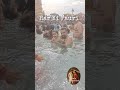 Har Har Gange Haridwar Trip #haridwar #ganga #haridwarvibes #gangariver #trending #shortvideo