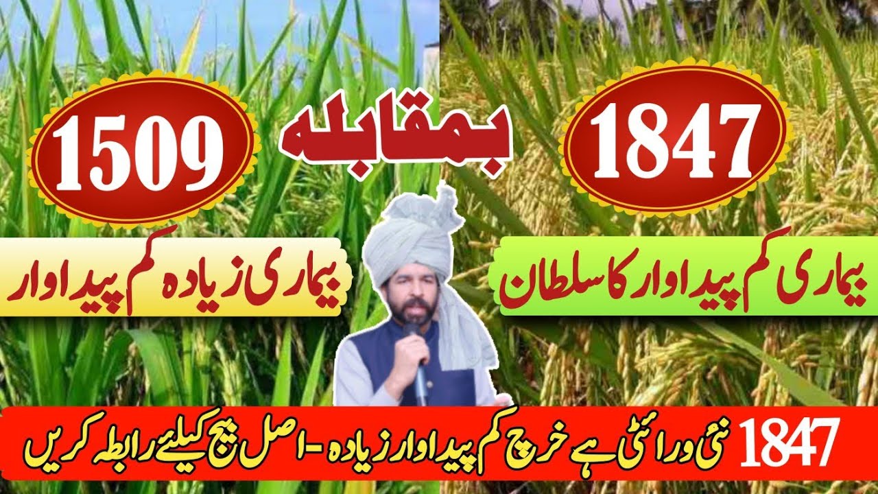 Pusa Basmati 1847 seed full details | 1847 vs 1509 | Rice top variety ...