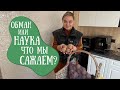 “Вся правда о семенном картофеле! Что такое суперэлита и зачем за неё платят?”