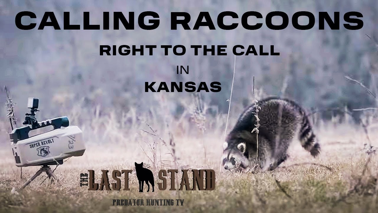 Calling Raccoons Right To The E-Caller | The Last Stand S6: E15 - YouTube