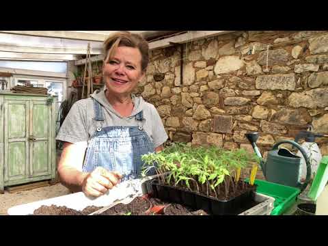 Video: Voedzame Nachtschadeplanten: Tomaten, Aardappelen En Meer