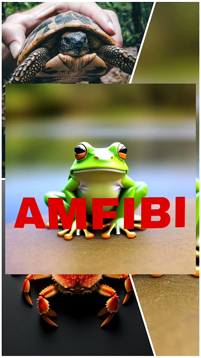 Dunia Hewan: Mengenal Amfibi