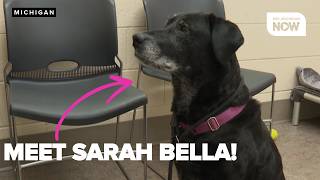 RESCUE ROUNDUP: 10-year-old Sarah Bella is a older dog with the energy of a puppy