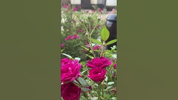 Thumbnail of 백만송이 장미 | 심수봉