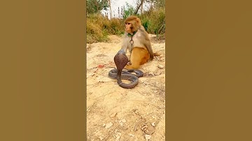 oh! big cobra snake vs monkey short video #shorts #shortsfeed #viral