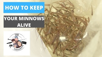 How To Keep Your Minnows Alive