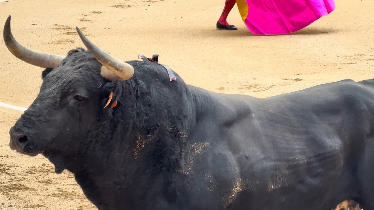 Salida 1º toro de CONCHA Y SIERRA: 
