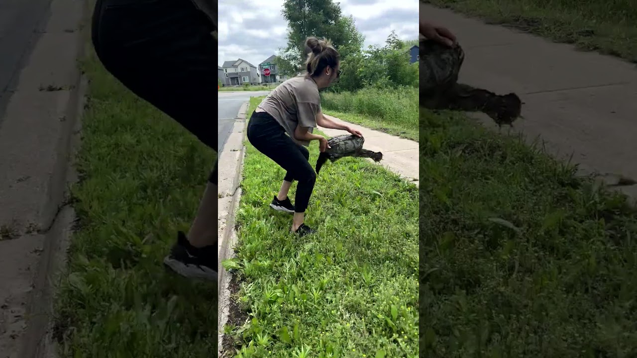 Amazing Woman Rescues Turtle From Middle Of Road
