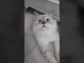 #lila #prenseslila #kedivideoları #cat #catshorts #catlover #funny #pets #kitten #trending  #keşfet