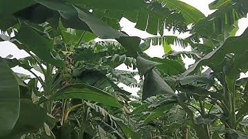 chuối tây thái lan giống mới , cung cấp cây chuối giống 0779335899, 0972180949