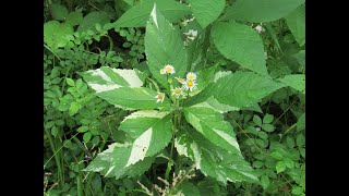 Wild Variegated Plant Hunting ~ Nettle