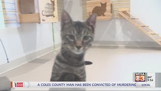 Champaign Co. Humane Society Clearing the Shelters