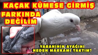 BEYAZ KAÇAK KÜMESE GİRMİŞ FARKINDA DEĞİLİM. YABAN GÜVERCİNİN AYAĞININ KOPMASINA NASIL ENGEL OLDUM?