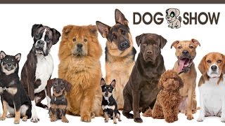 Bareilly dog show 2017 india { dog training in hindi } screenshot 5